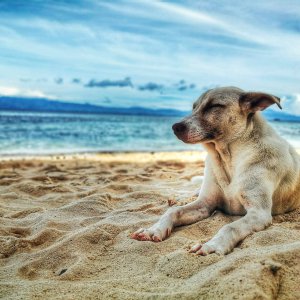 Why Allowing Pets Could Boost Your Bookings